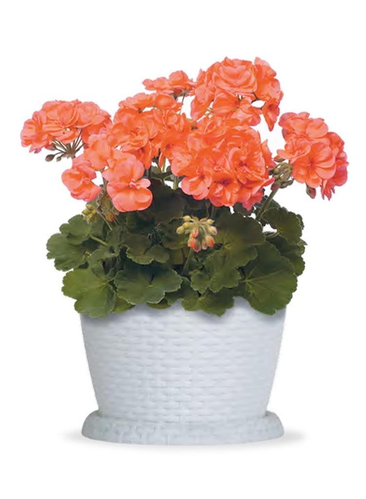 Marcolo Rosa 20cm Rattan Flowerpot, Elegant Rattan Design, Flower Plant Pot (White) - Image 4